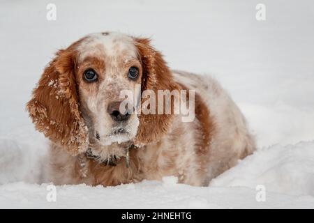 Ein entzückender weiß-roter russischer Spaniel-Hund, der bei einer Hundeschau in einem Stadion sitzt. Die Hunde schauen auf den Besitzer. Jagdhund. Selektiver Fokus. Foto o Stockfoto