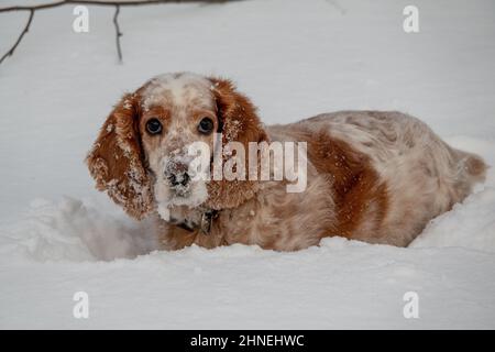 Ein entzückender weiß-roter russischer Spaniel-Hund, der bei einer Hundeschau in einem Stadion sitzt. Die Hunde schauen auf den Besitzer. Jagdhund. Selektiver Fokus. Foto o Stockfoto