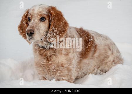 Ein entzückender weiß-roter russischer Spaniel-Hund, der bei einer Hundeschau in einem Stadion sitzt. Die Hunde schauen auf den Besitzer. Jagdhund. Selektiver Fokus. Foto o Stockfoto