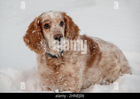 Ein entzückender weiß-roter russischer Spaniel-Hund, der bei einer Hundeschau in einem Stadion sitzt. Die Hunde schauen auf den Besitzer. Jagdhund. Selektiver Fokus. Foto o Stockfoto