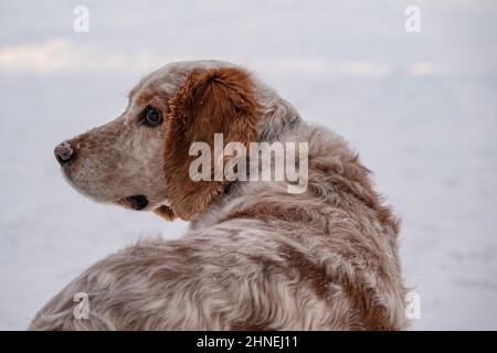 Ein entzückender weiß-roter russischer Spaniel-Hund, der bei einer Hundeschau in einem Stadion sitzt. Die Hunde schauen auf den Besitzer. Jagdhund. Selektiver Fokus. Foto o Stockfoto