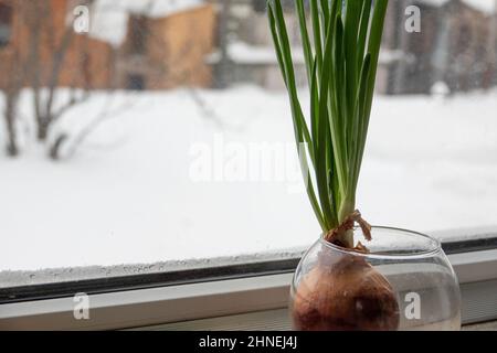 Wachsende grüne Zwiebel in der Küche. Kleiner Haus hydroponischer Garten. Stockfoto