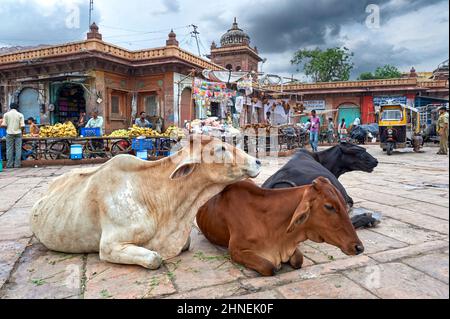 Indien Rajasthan Jodhpur. Sardar Market Girdikot. Heilige Kühe Stockfoto