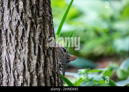 Graues Eichhörnchen-Gesicht, das hinter einem Baum in einem Hof in Taylors Falls, Minnesota, USA, spätet. Stockfoto