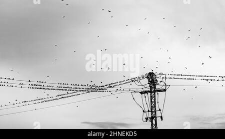 Starrende Vogelscharen sitzen auf Hochspannungsleitungen Stockfoto