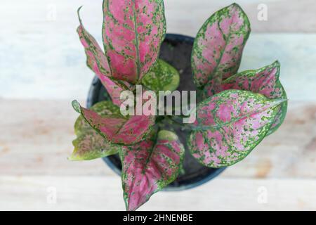 Aglaonema rosa chinesische immergrüne Pflanze Stockfoto