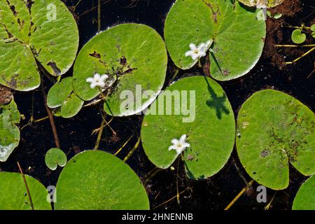 Wasserschneepflake (Nymphoides indica) Stockfoto