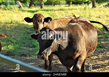 Mehrfarbige Rinderrinder in grüner Landschaft Weide durch Zaun Tor Stockfoto