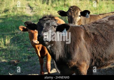 Nahaufnahme der Herde von mehrfarbigen Rindern auf grünen Weiden Stockfoto