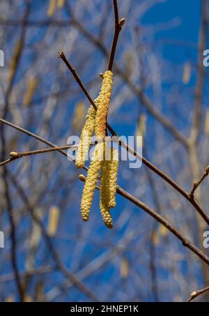 Die Haselnuss (Corylus avellana) männliche Kätzchen im Winter. Stockfoto