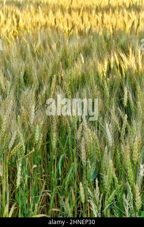 Vollbildaufnahme des Weizenfeldes am Windy Day mit gedappltem Sonnenschein Stockfoto