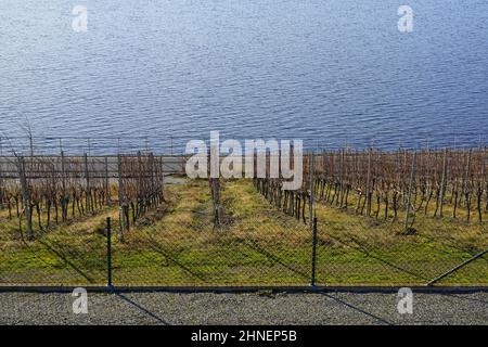 Blick auf einen neuen Weinberg am Rande eines neuen Sees in Brandenburg Stockfoto