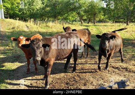 Herde von mehrfarbigen Rindern in grünen Weiden auf dem Land, die durch einen elektrischen Zaun eingezäunt sind Stockfoto