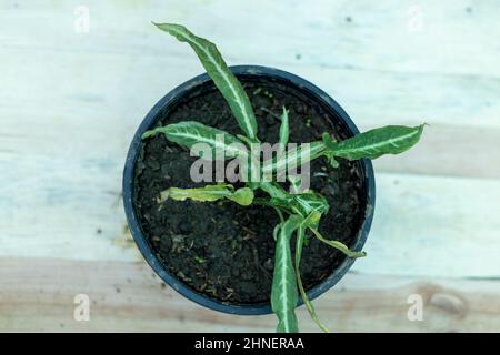 Syngonium podophyllum langes, enges Blatt Stockfoto