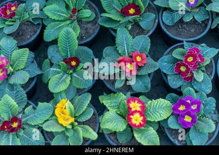 Primrose schöne Pflanzen im Frühjahr Stockfoto