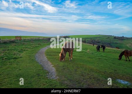 Ponies-Equus ferus caballus grasen auf den South Downs, Brighton, Sussex, Großbritannien Stockfoto