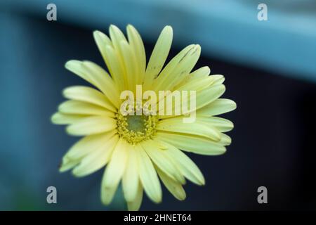 Gelbe Gerbera Gänseblümchen mit unscharfer Hintergrundfarbe Stockfoto