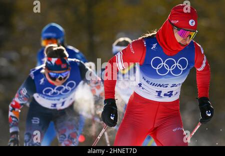 Zhangjiakou, Chinas Provinz Hebei. 16th. Februar 2022. Natalia Nepryaeva (vorne) von ROC tritt beim klassischen Halbfinale der Olympischen Winterspiele in Peking im Langlauf-Skisport-Zentrum in Zhangjiakou, nordchinesischer Provinz Hebei, am 16. Februar 2022 an. Quelle: Hu Huhu/Xinhua/Alamy Live News Stockfoto