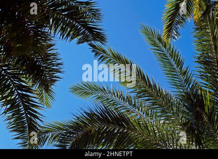 Dattelpalmenblätter und blauer Himmel Stockfoto