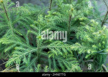 Araucaria Norfolk Island Pine Pflanze Stockfoto