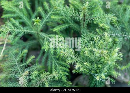 Araucaria Norfolk immergrüne Zierpflanzen Stockfoto