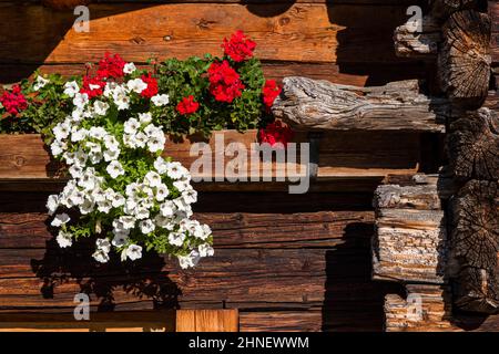 Blühende Blumen an der Holzwand eines Bauernhauses auf der Seiser Alm. Stockfoto