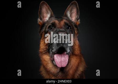 Weitwinkelaufnahme eines entzückenden deutschen Schäferhundes auf schwarzem Hintergrund. Stockfoto