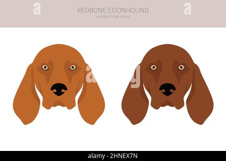 Rotbone Coonhound Clipart. Verschiedene Posen, Fellfarben eingestellt. Vektorgrafik Stock Vektor