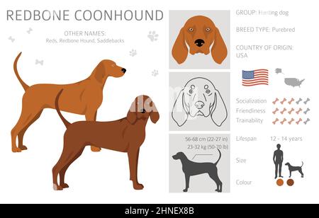 Rotbone Coonhound Clipart. Verschiedene Posen, Fellfarben eingestellt. Vektorgrafik Stock Vektor