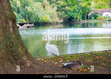 Süßer Pelikan in der Nähe des Wassers in einem öffentlichen Park in London. Vereinigtes Königreich, Europa Stockfoto