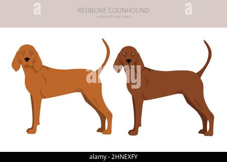 Rotbone Coonhound Clipart. Verschiedene Posen, Fellfarben eingestellt. Vektorgrafik Stock Vektor