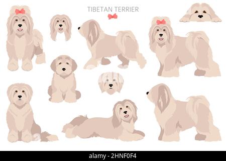 Tibetischer Terrier Clipart. Verschiedene Posen, Fellfarben eingestellt. Vektorgrafik Stock Vektor