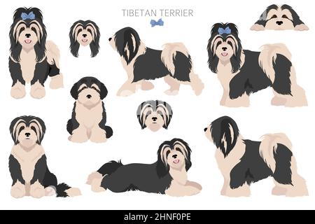 Tibetischer Terrier Clipart. Verschiedene Posen, Fellfarben eingestellt. Vektorgrafik Stock Vektor