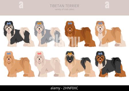 Tibetischer Terrier Clipart. Verschiedene Posen, Fellfarben eingestellt. Vektorgrafik Stock Vektor