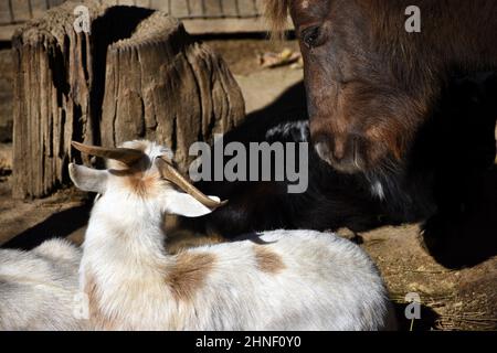 Brauner Esel und gefleckte weiße Ziege lernen sich kennen Stockfoto