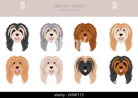 Tibetischer Terrier Clipart. Verschiedene Posen, Fellfarben eingestellt. Vektorgrafik Stock Vektor