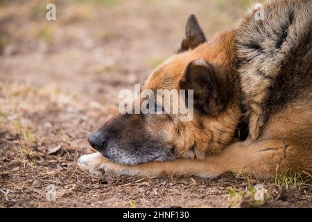 Schlafender deutscher Schäferhund im Freien auf dem Boden Stockfoto
