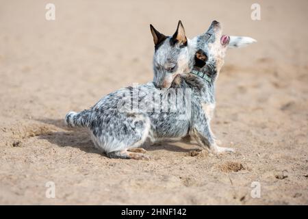Zwei kleine Welpen von australischen Rinderhund oder blauem Heeler, die draußen spielen und kämpfen Stockfoto