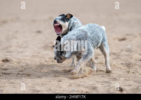 Zwei kleine Welpen von australischen Rinderhund oder blauem Heeler, die draußen spielen und kämpfen. Aggressiver und wütender Welpe mit offenem Mund und scharfem großen Abschlag Stockfoto