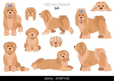 Tibetischer Terrier Clipart. Verschiedene Posen, Fellfarben eingestellt. Vektorgrafik Stock Vektor