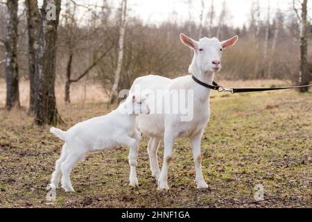 Kleine boer Ziege oder Ziegenbock mit Mutter Ziege, Familie auf die Natur Stockfoto