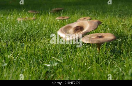 Zwei Pilze wachsen im Gras mit Kopieplatz. Im Hintergrund gibt es noch andere Pilze. Stockfoto