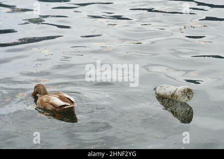 Plastikflasche und Ente schweben auf der Wasseroberfläche eines Sees in der Schweiz. Stockfoto