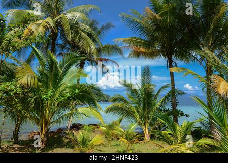 Tropische Palmen vor dem Hintergrund des türkisfarbenen Ozeans und der Berge. Exotische Landschaft im Paradies Stockfoto
