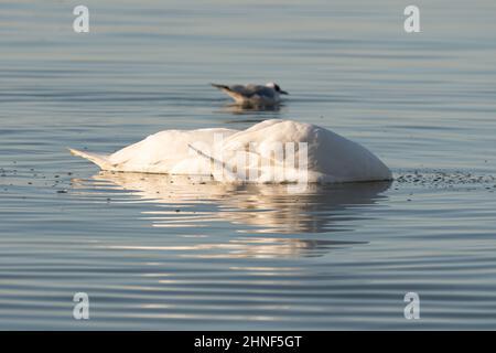 Altenrhein, Schweiz, 9. Februar 2022 majestätischer Weißschwan schwimmend auf dem Bodensee Stockfoto