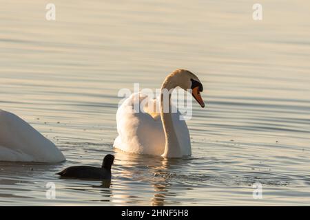 Altenrhein, Schweiz, 9. Februar 2022 majestätischer Weißschwan schwimmend auf dem Bodensee Stockfoto