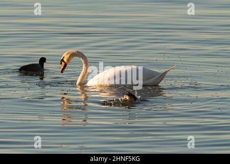 Altenrhein, Schweiz, 9. Februar 2022 majestätischer Weißschwan schwimmend auf dem Bodensee Stockfoto