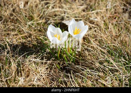 Als eine der ersten Frühlingsblumen in Russland wachsen Krokusse auf dem Boden Stockfoto