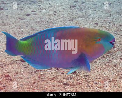 Ein rostiger Papageienfisch (Scarus ferrugineus) im Roten Meer, Ägypten Stockfoto