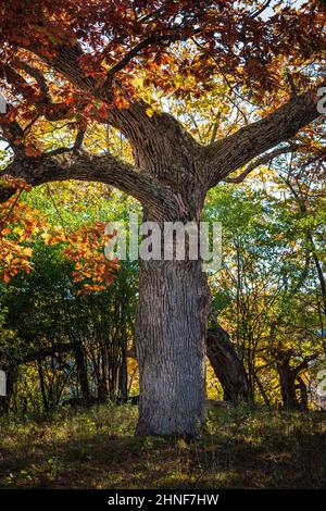 Alter Baum im Herbst im afton State Park am st croix River Stockfoto